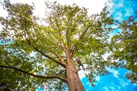 How Our Tree Care Process Works  in  Grand Forks Af, ND